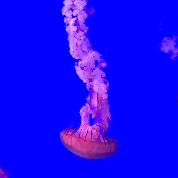 Meet your Posher, Rachel - Picture 1 of 1